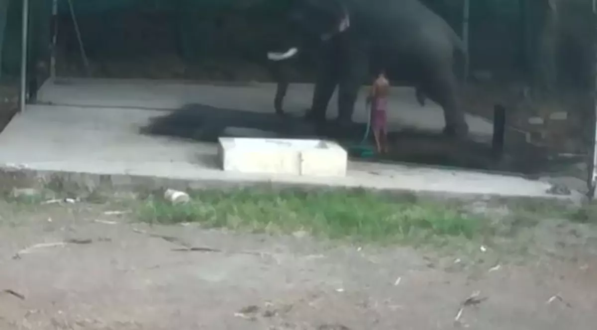 Un bărbat a murit strivit de elefantul pe care îl bătea