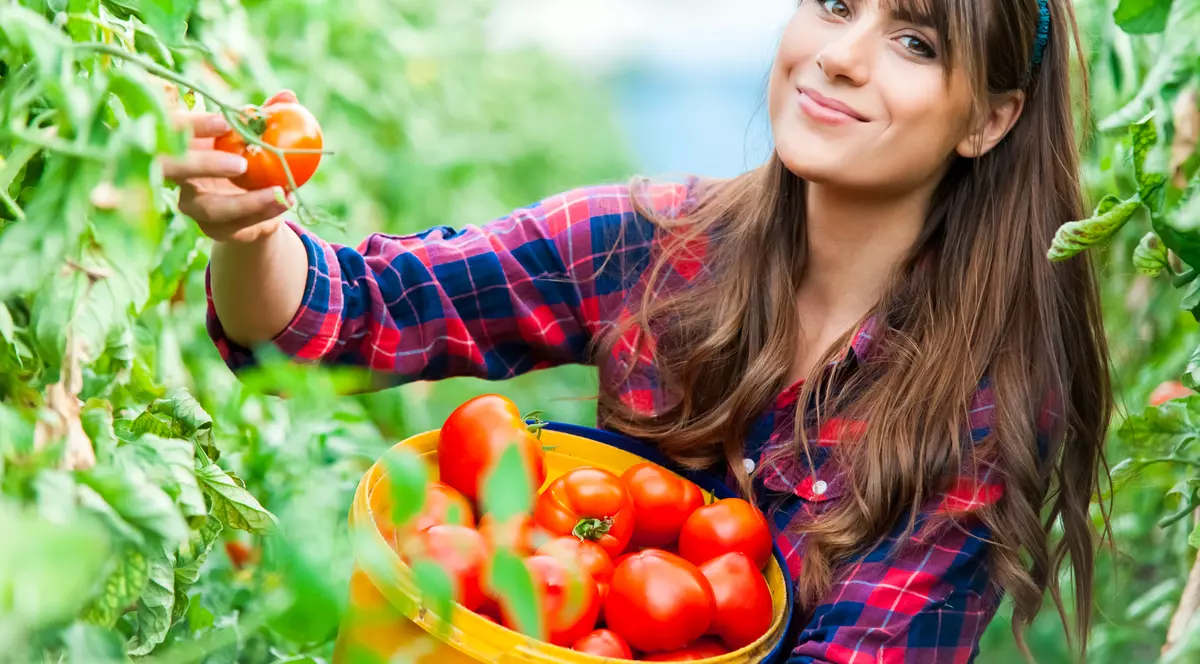 Subvenții pentru tomate