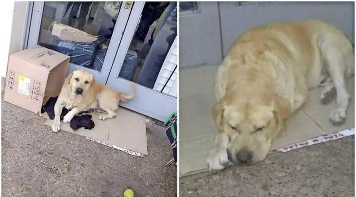 Un câine își așteaptă stăpânul care a murit la un spital din Argentina