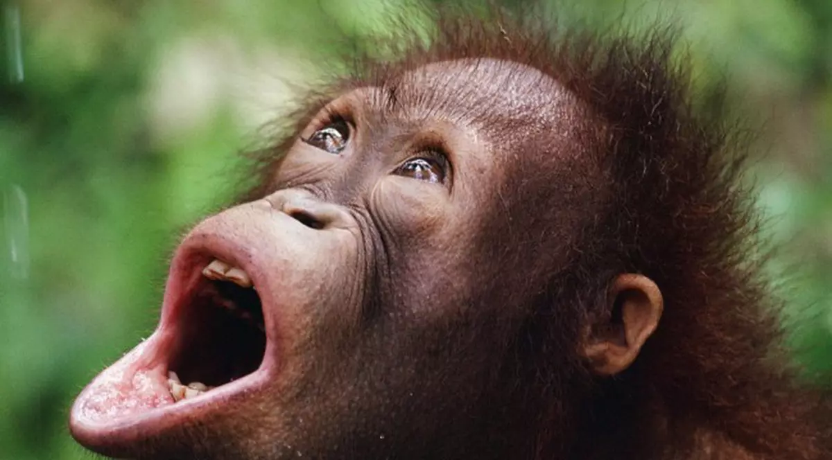 Comportamente ciudate ale animalelor din cauza secetei în India