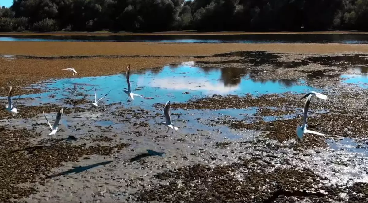 Clipul de promovare a României a fost tradus și în latină. „O să avem vizita papei cât de curând”