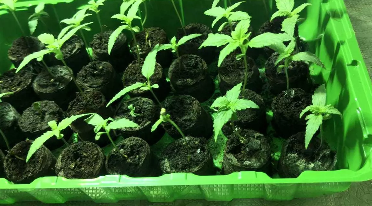 Captură importantă de canabis. Traficanții uscau frunzele în pod