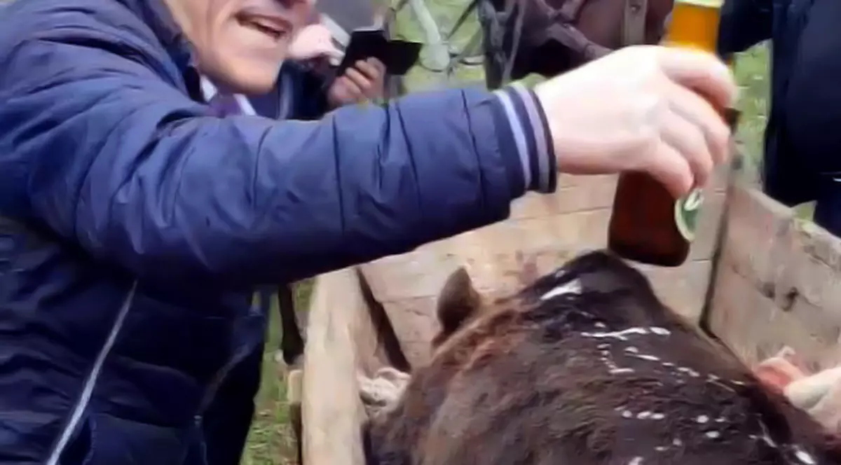 Prefectul județului Buzău dezaprobă gestul primarului care a turnat bere pe cadavrul unui urs, dar nu îl sancționează: „E modul dânsului de a se comporta”