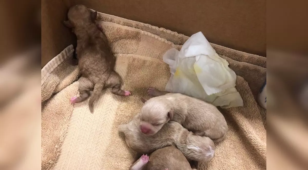 O femeie a aruncat șapte cățeluși la gunoi, în Statele Unite