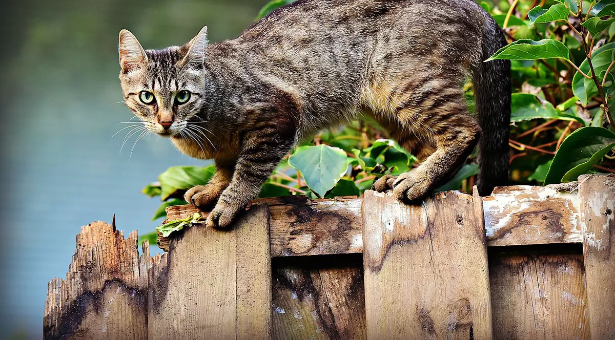 Pisicile sălbatice din Australia vor fi omorâte de guvern. 20 de milioane de pisici, ucise cu cârnați otrăviți
