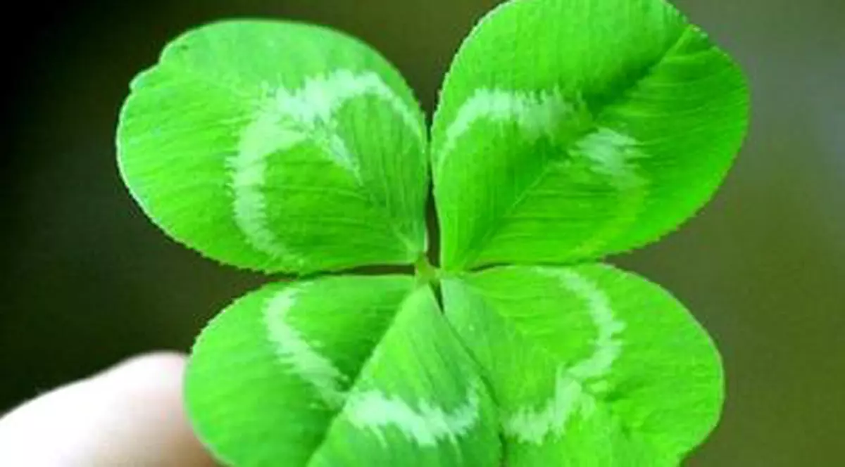 Un bărbat din Statele Unite a stabilit un nou record la cules de trifoi