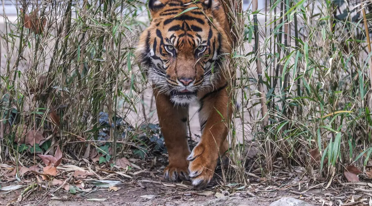 Îngrijitoare de la o grădină zoologică din SUA, atacată de un tigru