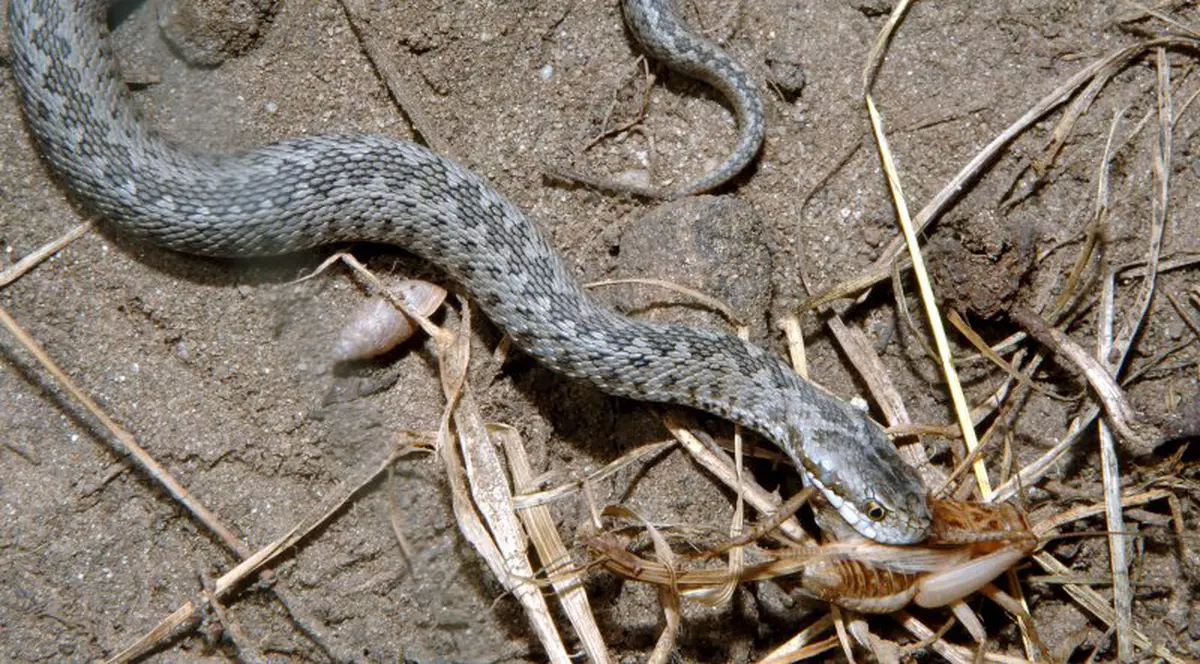 ATENȚIE! În această perioadă riscul de a fi mușcat de o viperă este foarte mare