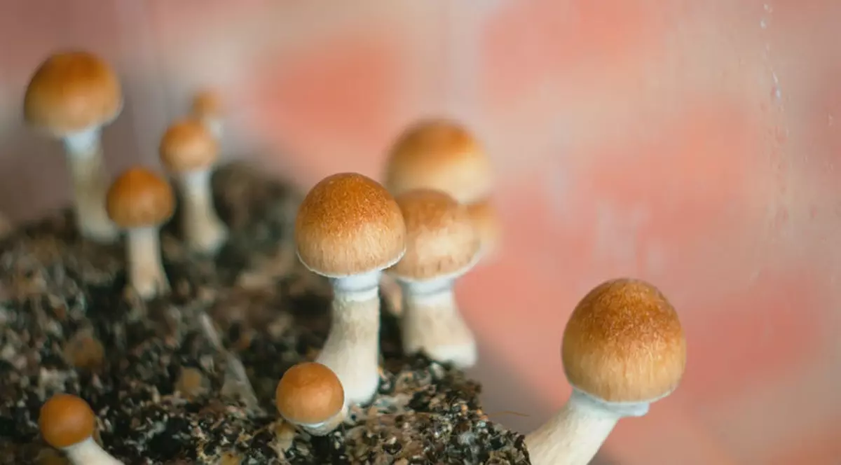Pentru prima oară în istorie, un stat american decriminalizează ciupercile psihedelice
