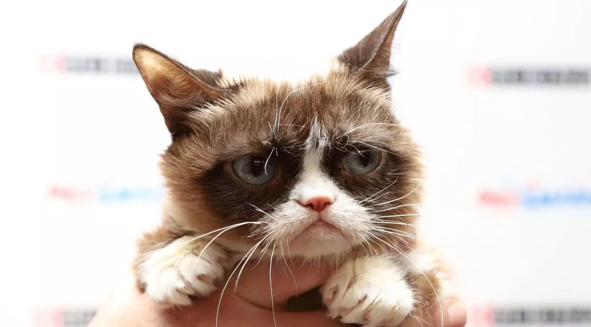 A murit Grumpy Cat! Cea mai faimoasă pisică din lume și-a îmbogățit familia cu cel puțin 100 de milioane de dolari