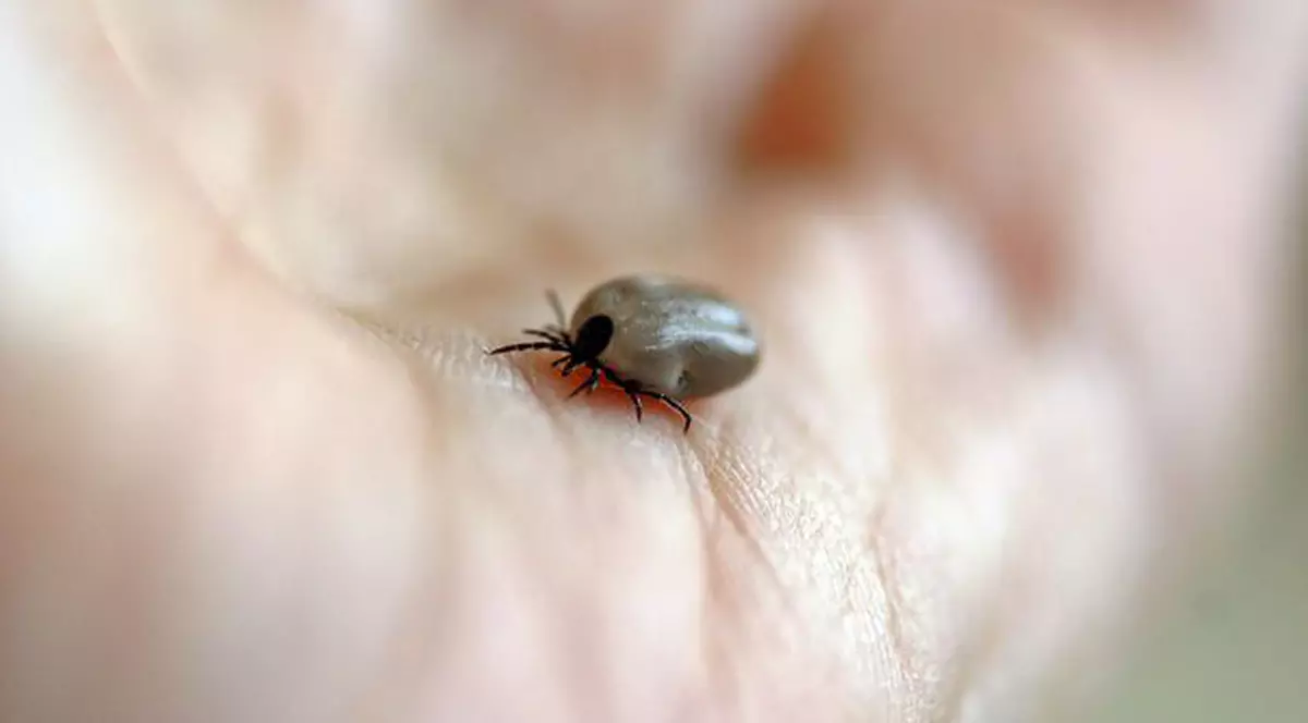 Anaplasmoza - boala mai puțin cunoscută, cauzată de mușcătura de căpușă. Cum se manifestă