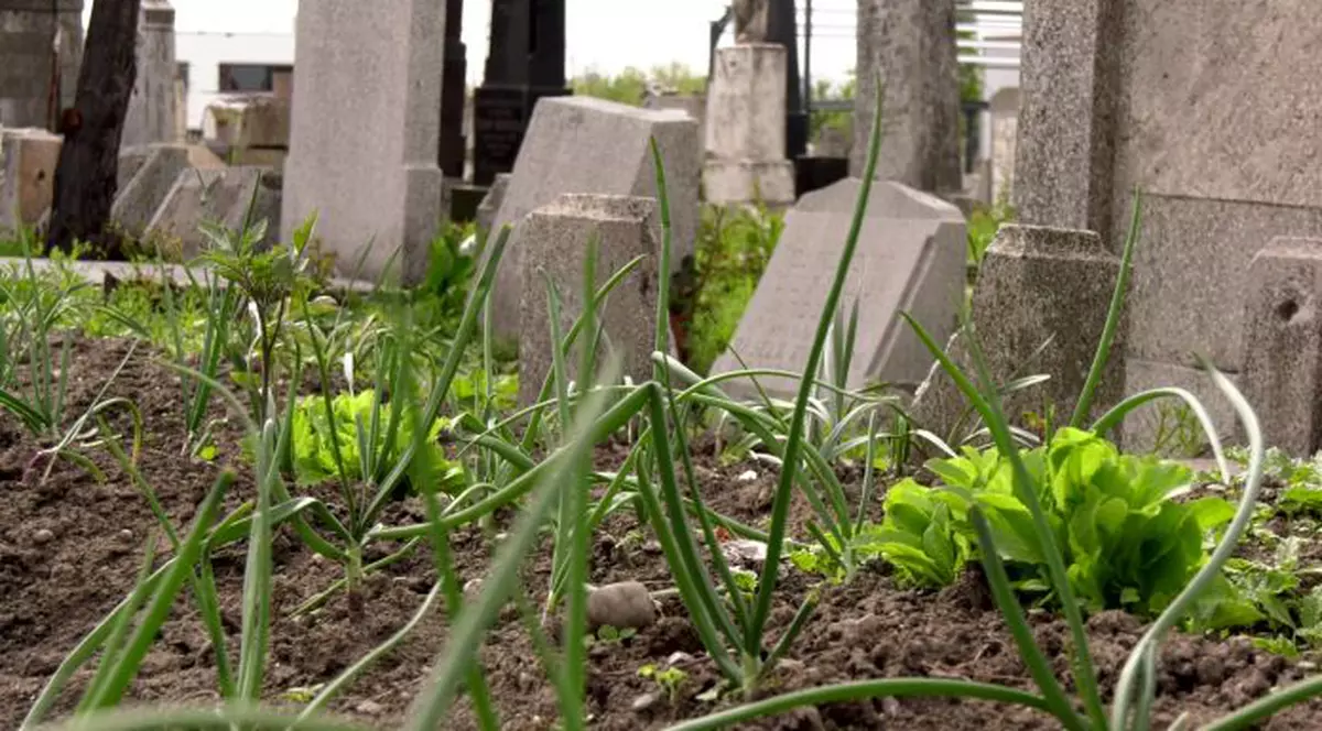 Ceapa cultivată la cimitirul evreiesc din Buzău. Ce spun specialiștii despre sănătatea consumatorilor