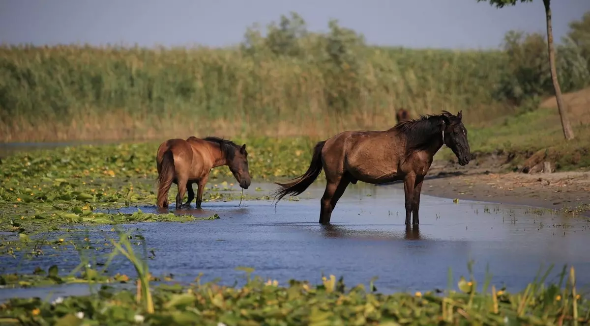 Descoperă Delta Dunării prin programul Plătește 1, Merg 2! (PUBLICITATE)