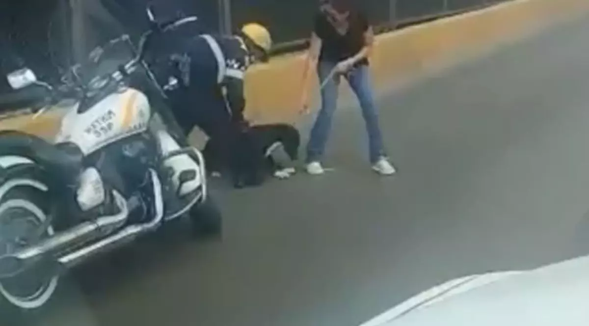 Un polițist a oprit traficul ca să salveze un câine. Gestul agentului a emoționat pe toată lumea | FOTO