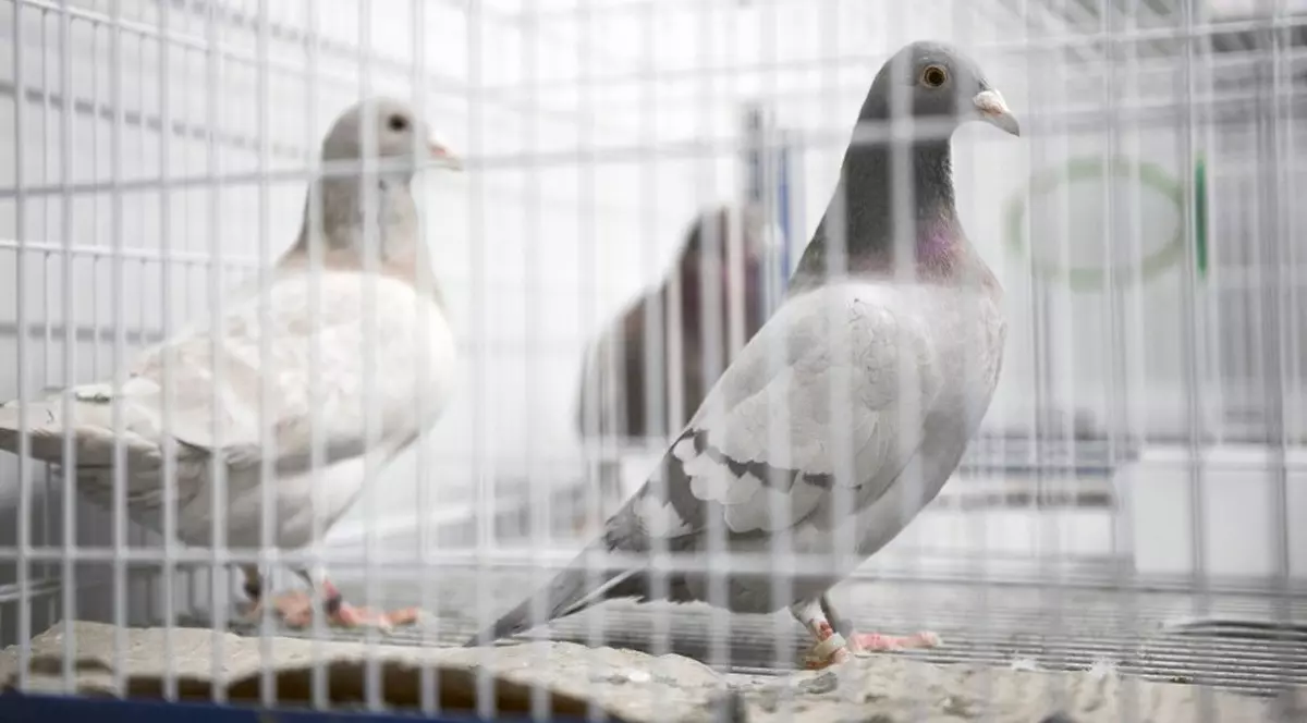 (Publicitate) Produse columbofile pentru porumbeii voiajori și nu numai