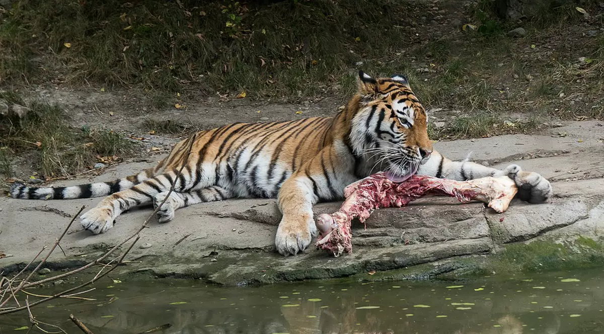 Proprietar de grădină zoologică, acuzat de maltratarea animalelor