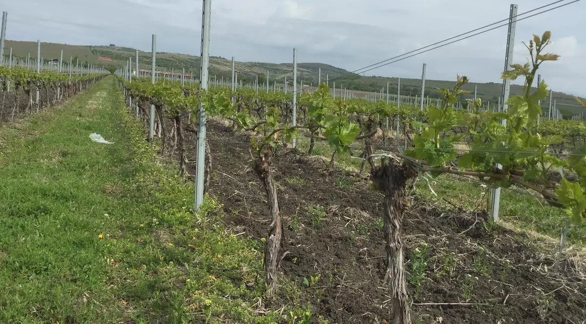 FOTO | Urmările urgiei din Prahova: au fost afectate 3.000 de hectare de vie, iar producția de struguri e pierdută pe alocuri și în proporție de 100%!