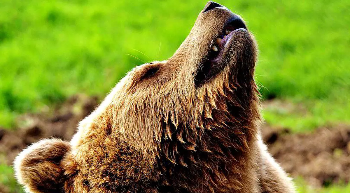 Bărbat atacat de urs în Curtea de Argeș