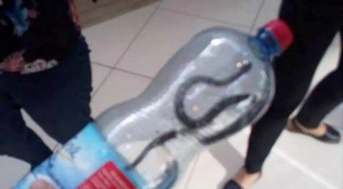 Un șarpe a fost prins în mall-ul din Târgu Jiu