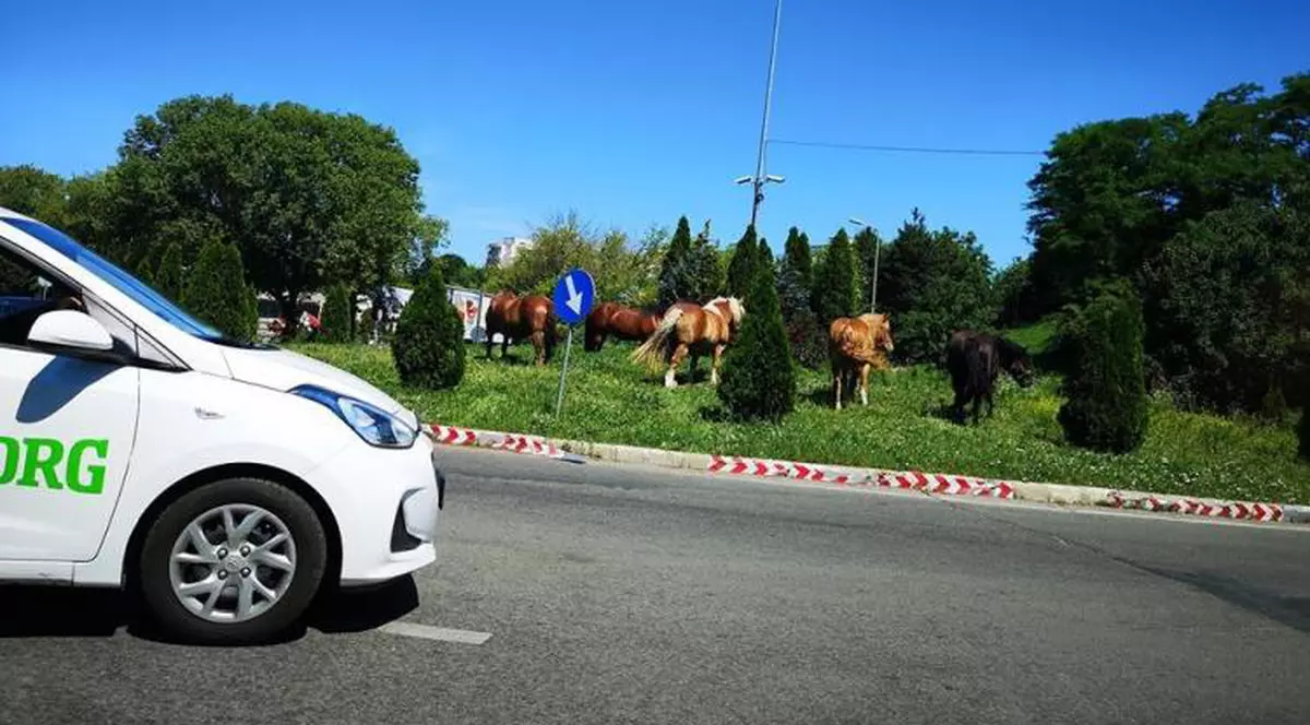 Caii și vacile au devenit o prezență obișnuită nu numai în mediul lor natural, la sate, ci și pe străzile orașelor mari din România. În Cluj-Napoca