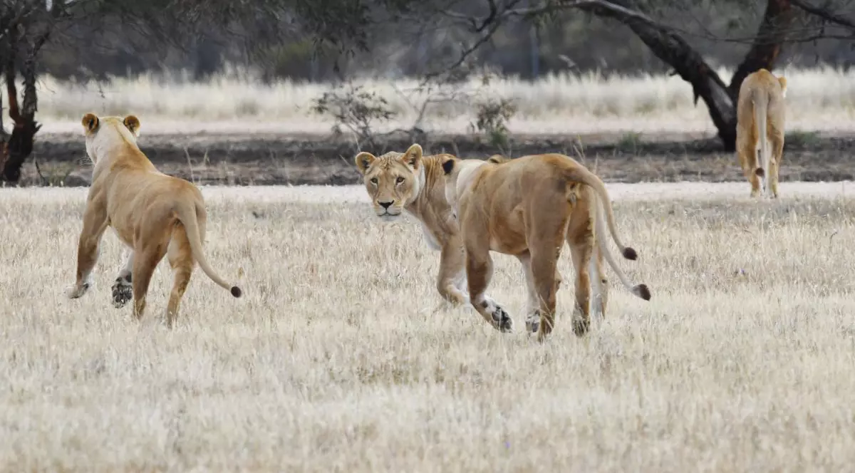 14 lei au evadat dintr-un parc național din Africa de Sud și se plimbă în libertate în apropierea unui oraș