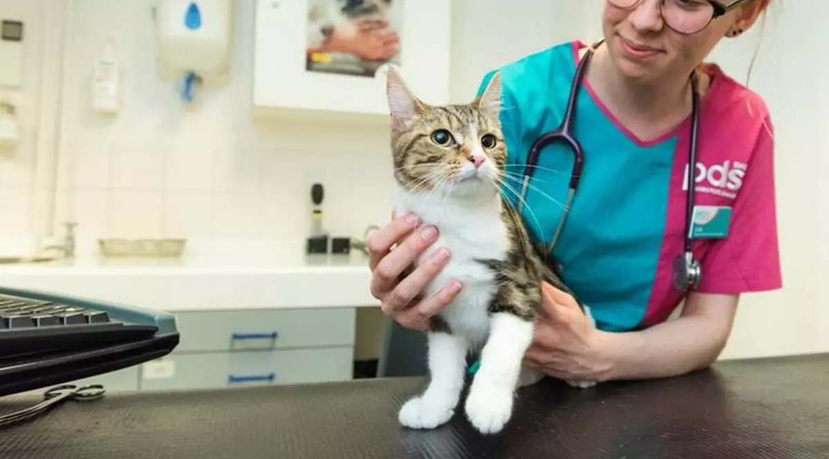 O pisică din Marea Britanie a mers sub capota unei maşini