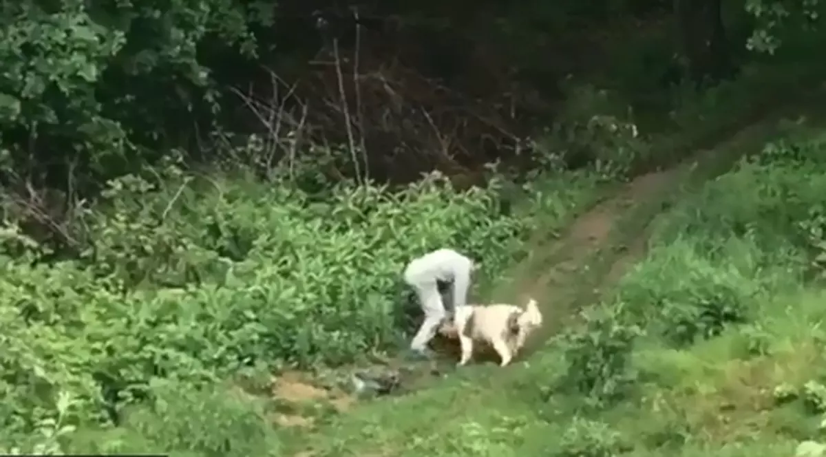 Scene de coșmar la Pitești: câinii au atacat o căprioară