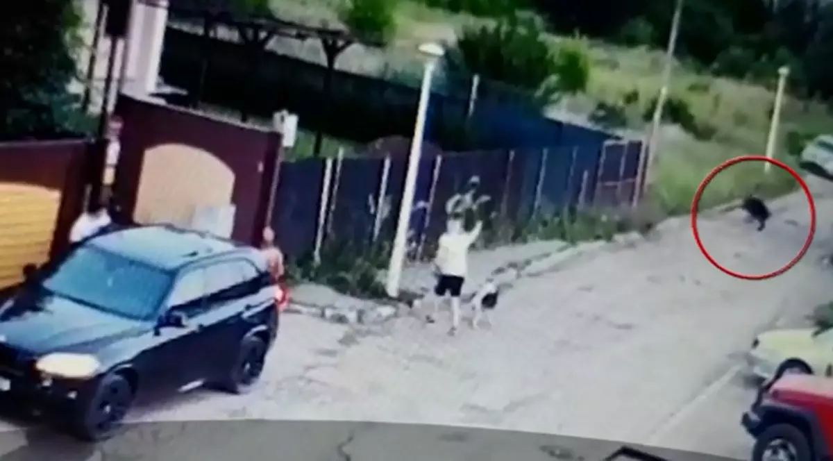 Un porc mistreț și-a făcut apariția pe străzile unui cartier din București