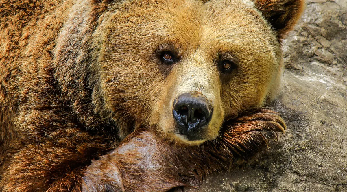 Un cioban dispărut din Bistrița a fost găsit mort, mâncat de urs