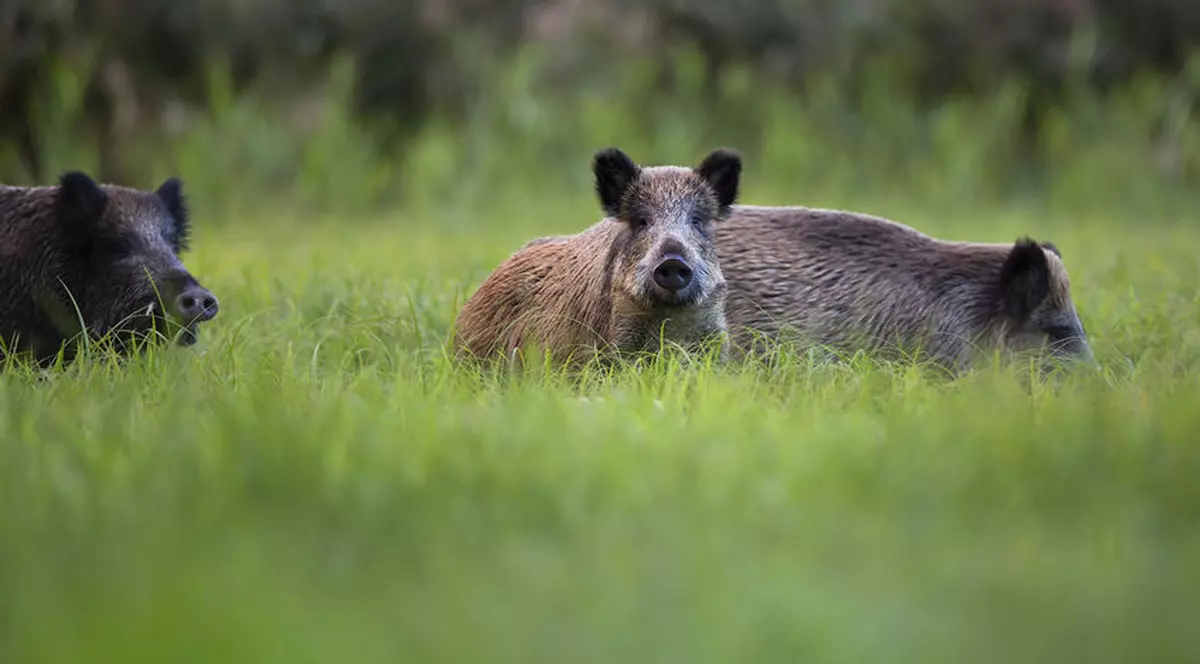 Zeci de mistreți au fost împușcați în Arad, din cauza pestei porcine africane