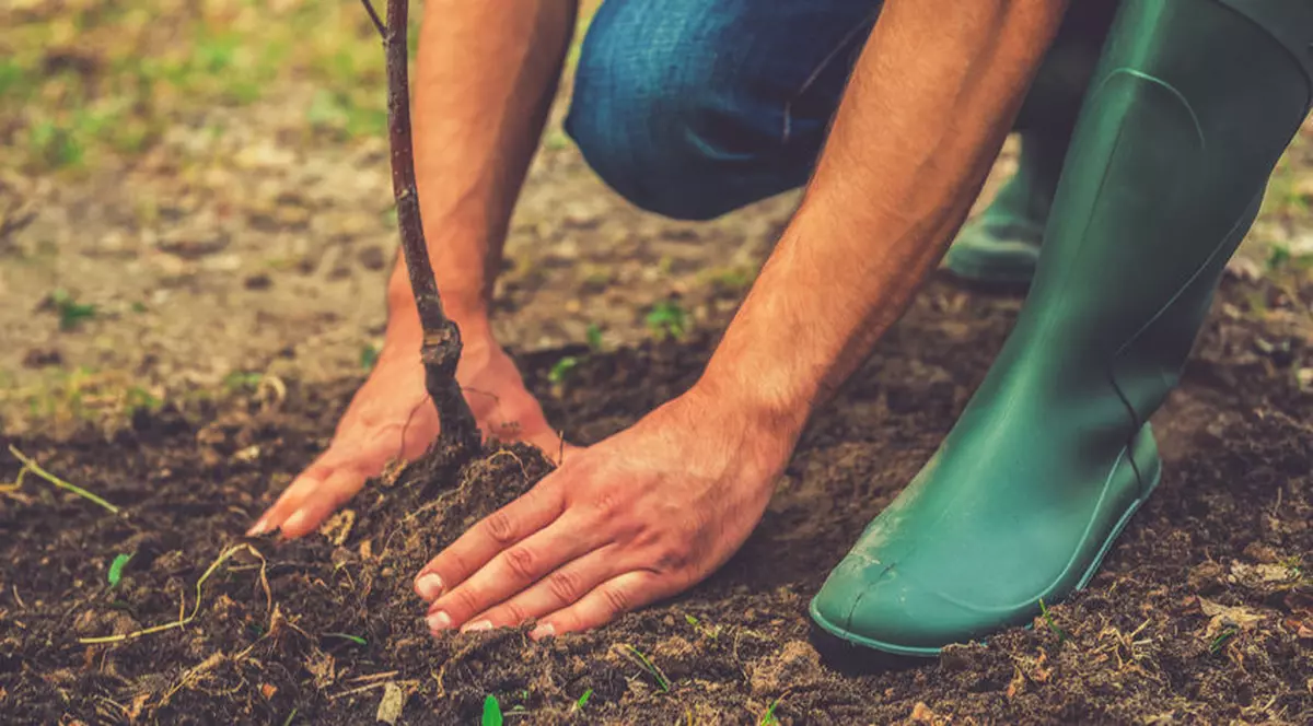 Plantarea de copaci, o soluție cu potențial extraordinar pentru încălzirea globală