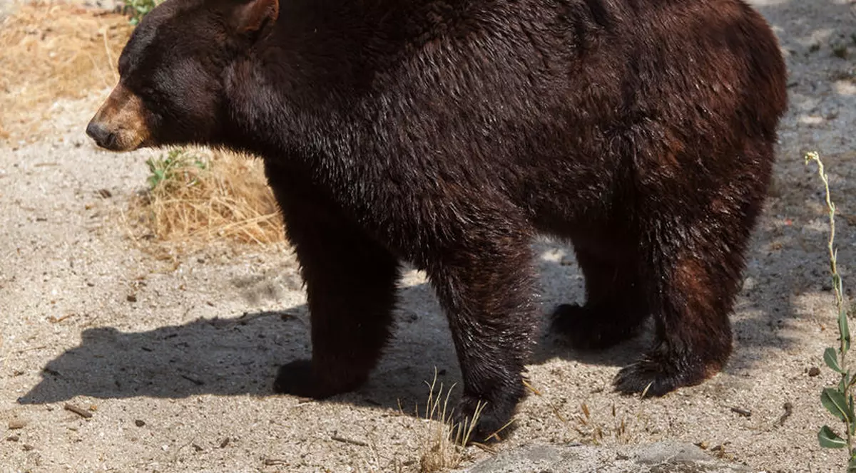 O mamă și fiica ei au fost atacate de urs la Vizantea Livezi, în județul Vrancea