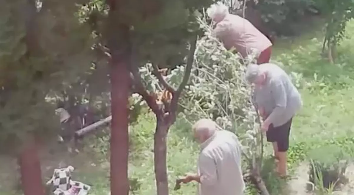 Un brașovean a tăiat un vișin din faţa blocului