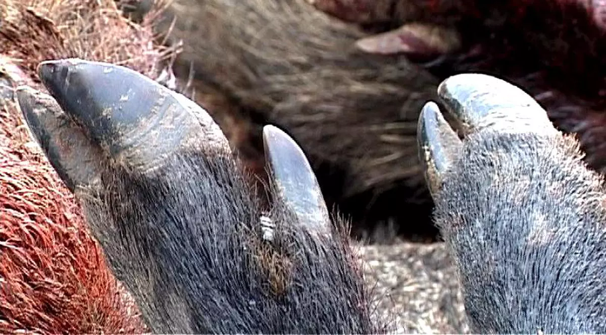 Mistreţi morţi descoperiți în județul Botoșani