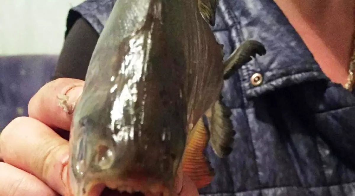 Peștii piranha găsiți în Maramureș erau de fapt din altă specie