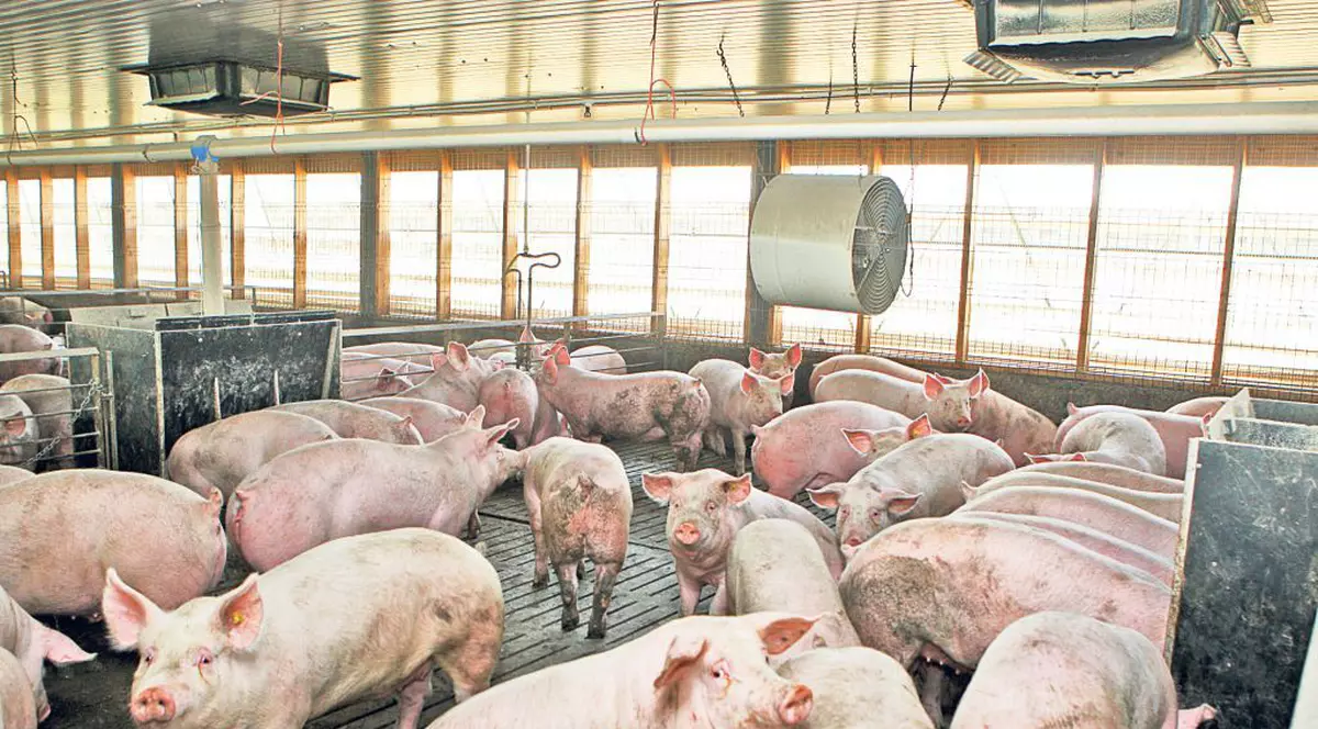 Porci într-o fermă