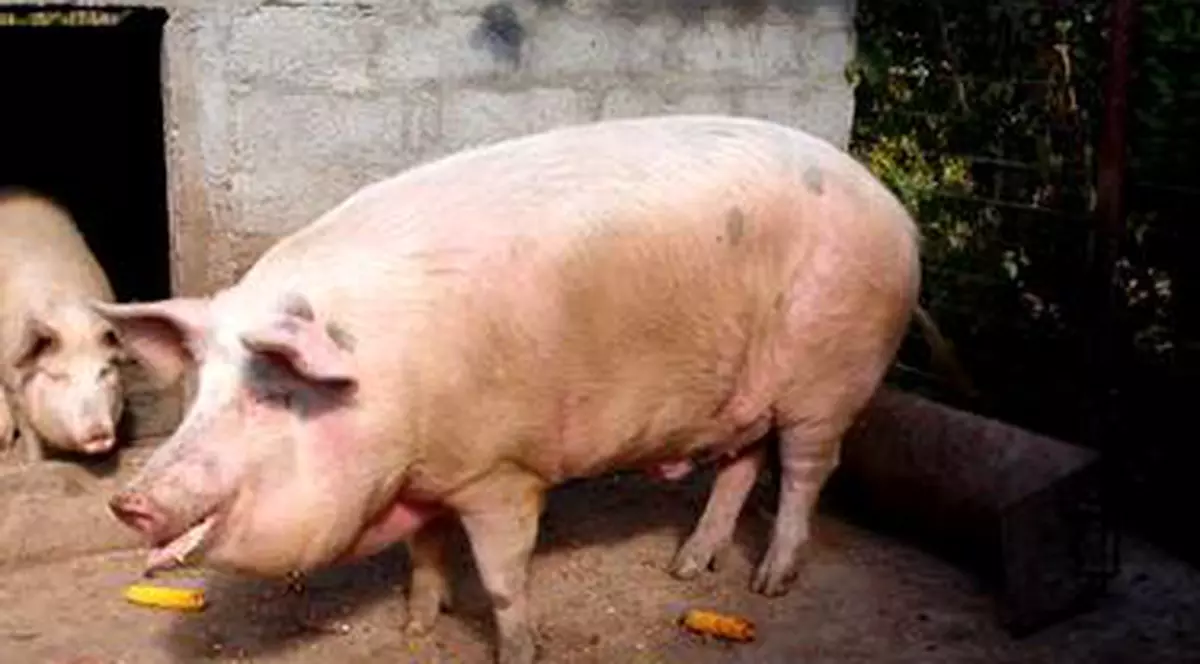 UPDATE | Focare de pestă porcină africană în localităţi din Galați și Olt