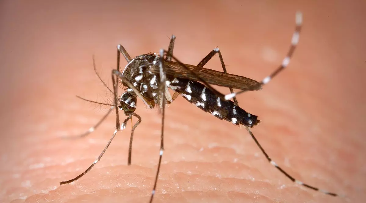 Epidemie de febră dengue în Honduras