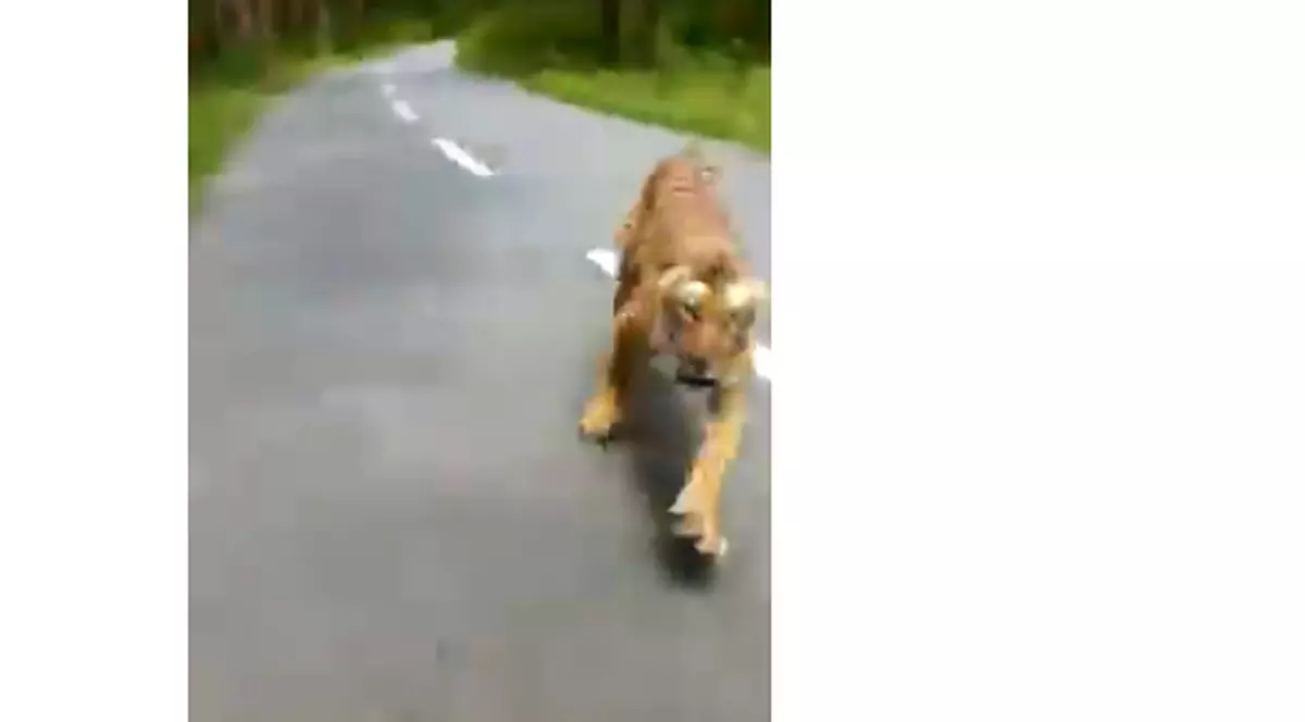 Imagini incredibile: un tigru a ieșit în fugă dintr-o pădure și a alergat un motociclist