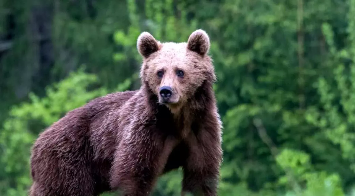 Un urs a fost văzut pe o stradă din Breaza