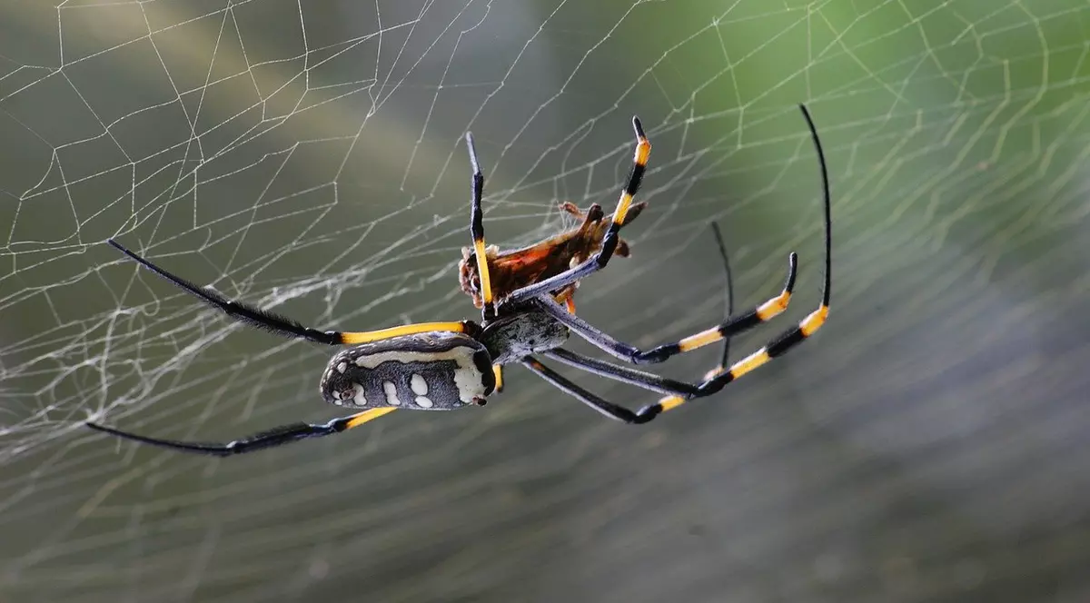 Cum scăpăm de înțepăturile insectelor - păianjen