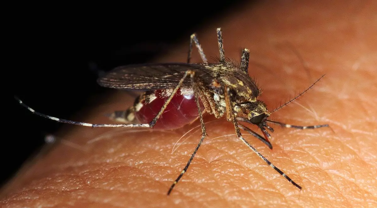 Cum scăpăm de înțepăturile insectelor - țânțar
