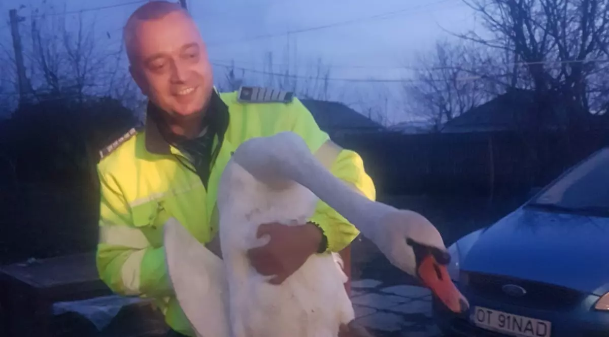 Anunț pe site-ul IPJ Olt în februarie: În urma unui apel la 112, poliția a salvat o lebădă în pericol