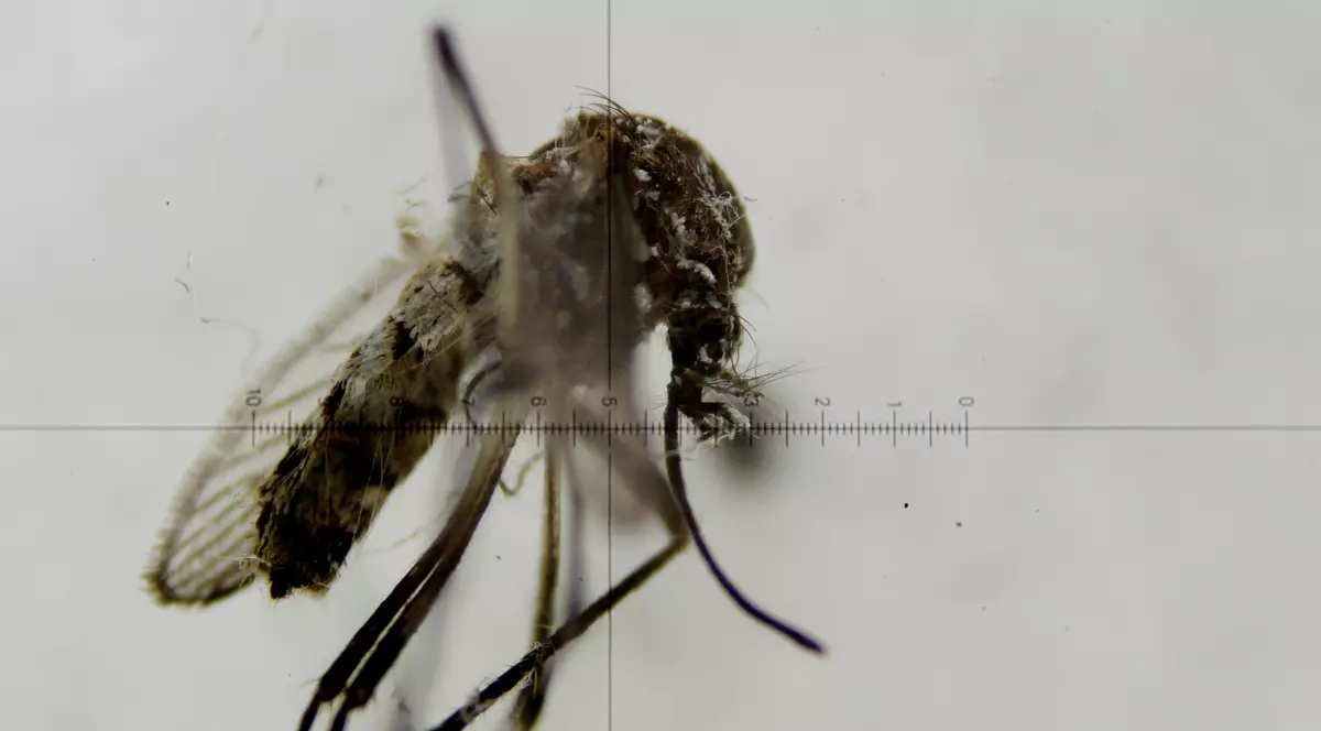 INSP: 7 cazuri de infecţie cu virusul West Nile (EPA)