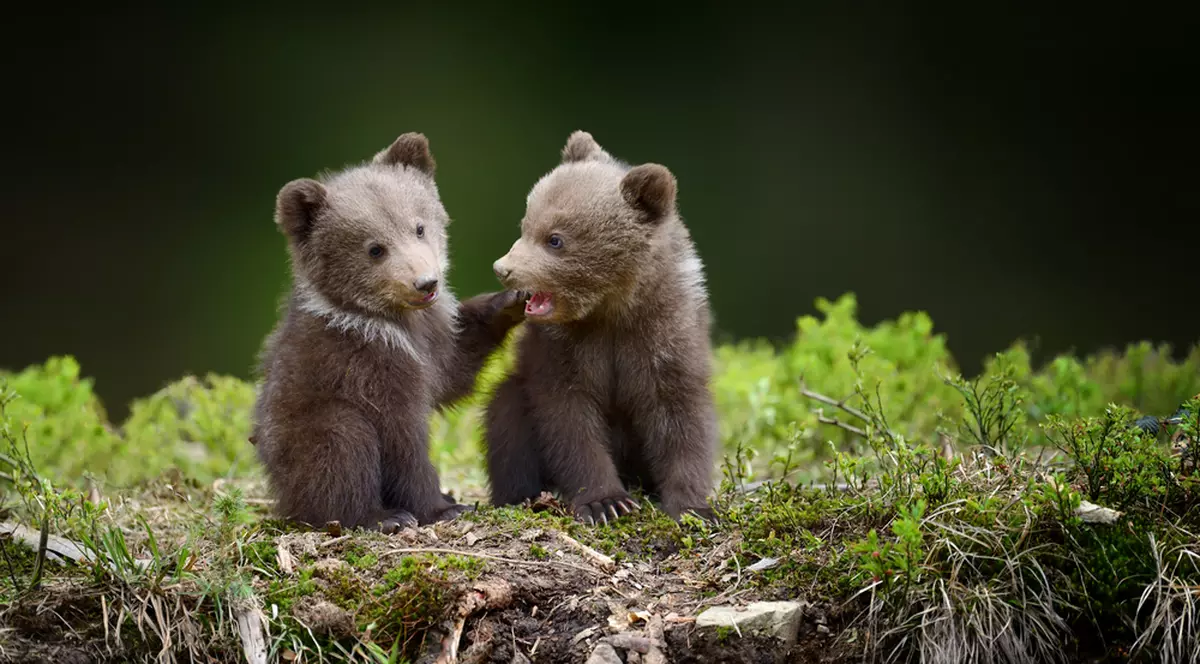 Doi pui de urs, loviți de o mașină în Harghita. Unul dintre ei a murit