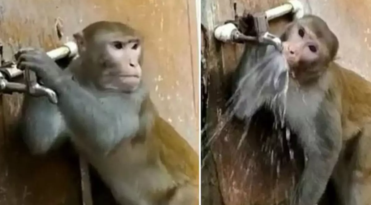 O maimuță din India a învățat să dea drumul la robinet pentru a bea apă!