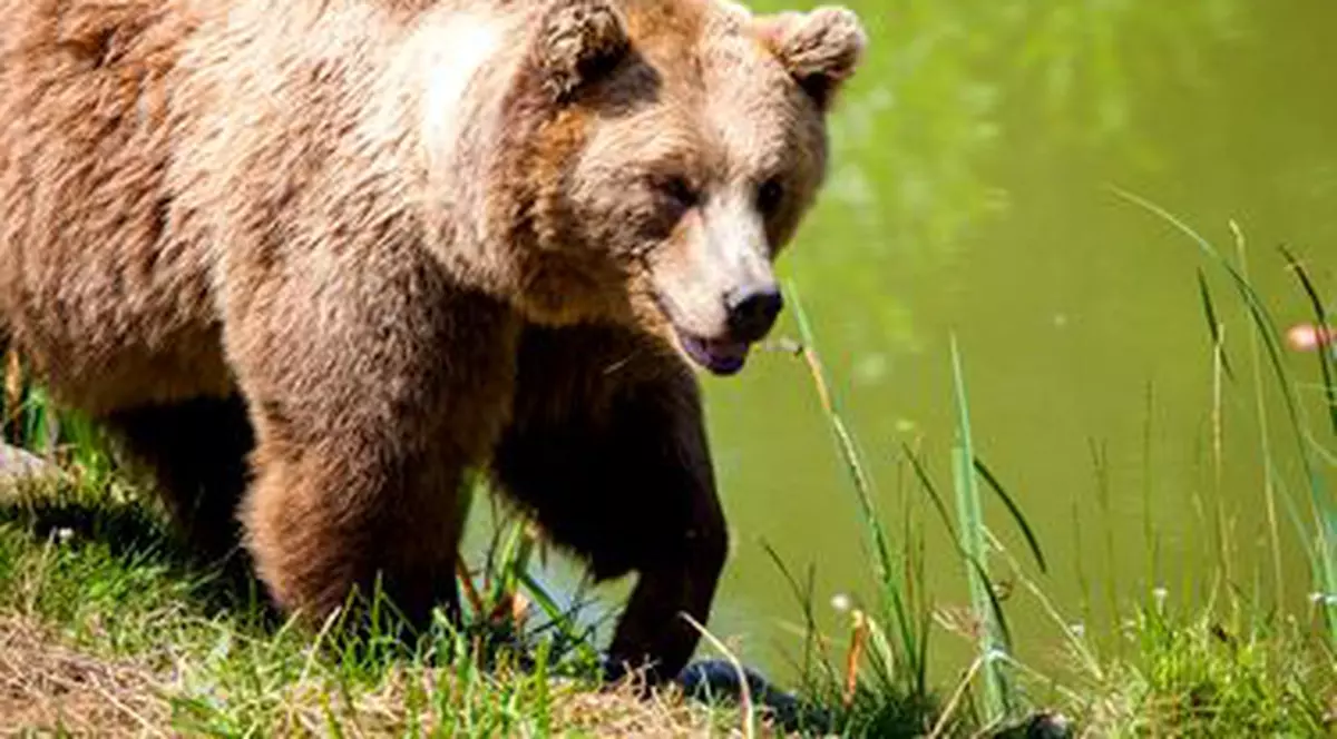 Urs semnalat în apropierea unei tabere din Păltiniș