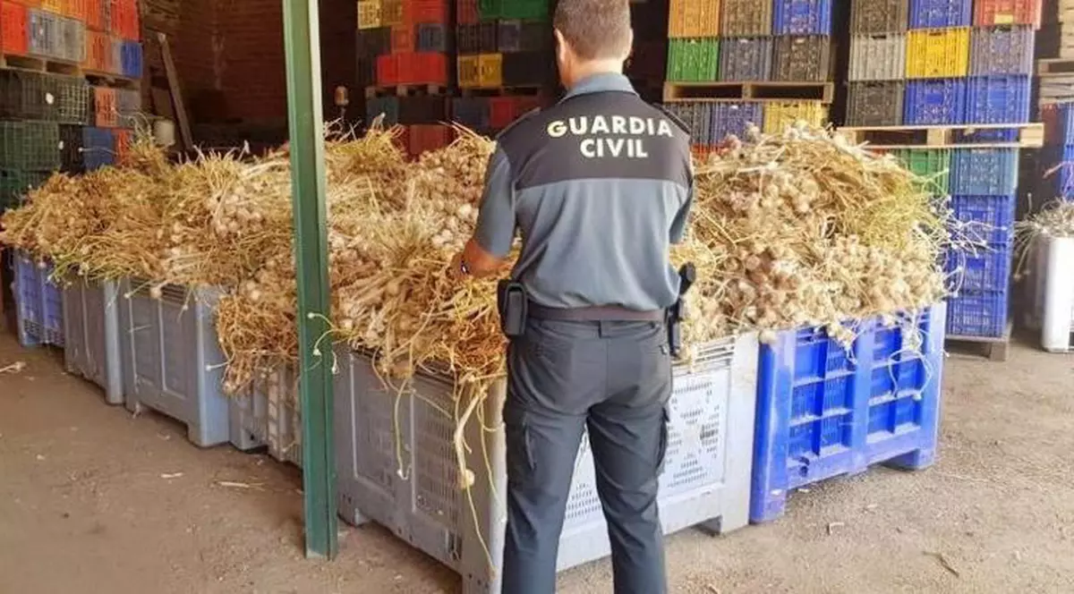 Trei români sunt judecați în Spania pentru furtul a șapte tone de usturoi