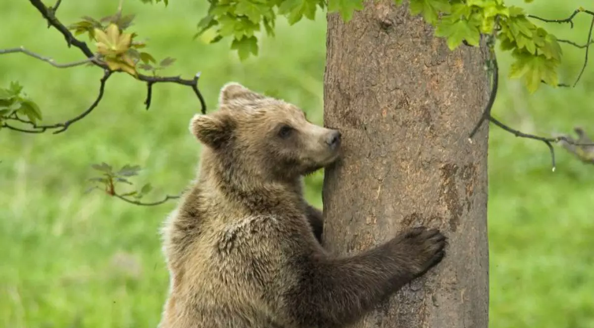 Un pui de urs a fost prins într-o capcană improvizată. Jandarmii din Bacău intervin pentru salvarea lui