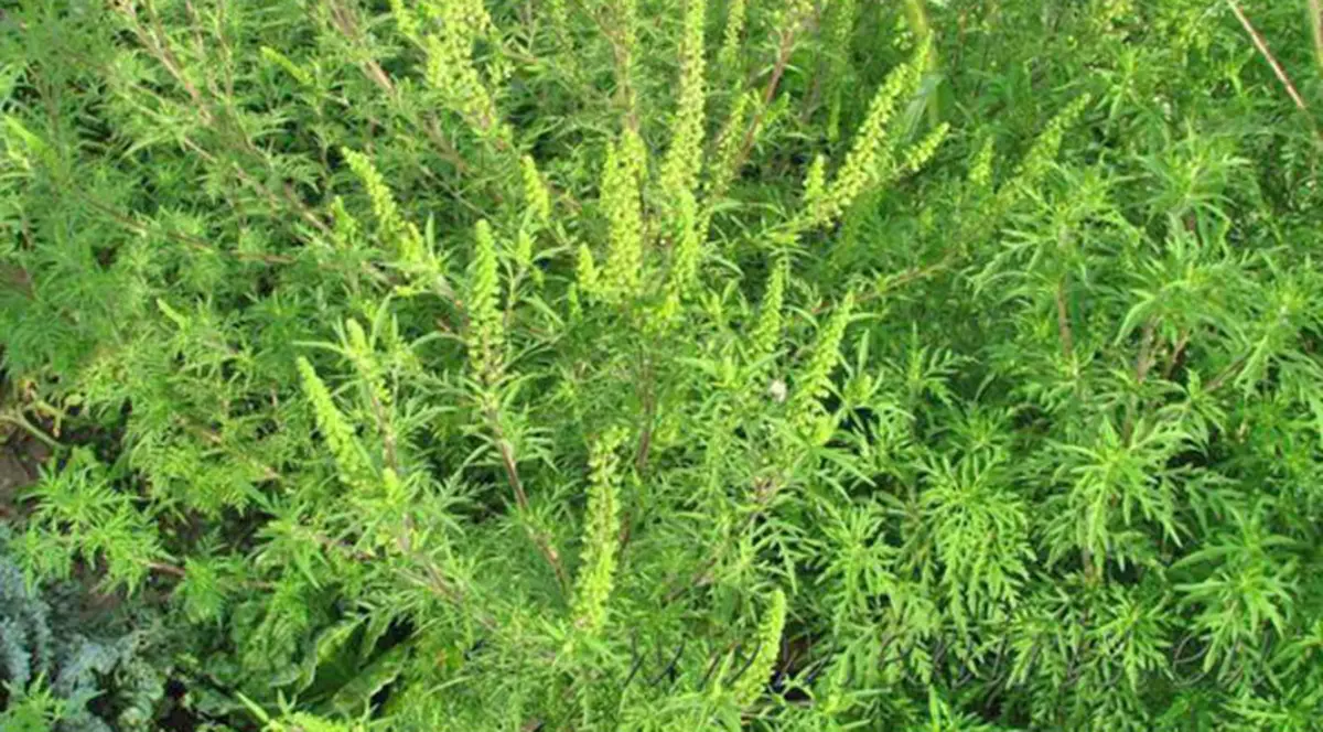 482.000 de români sunt alergici la ambrozie. Costul cu analizele ajunge la 4.000 de anual. Plante de ambrozie pe un câmp